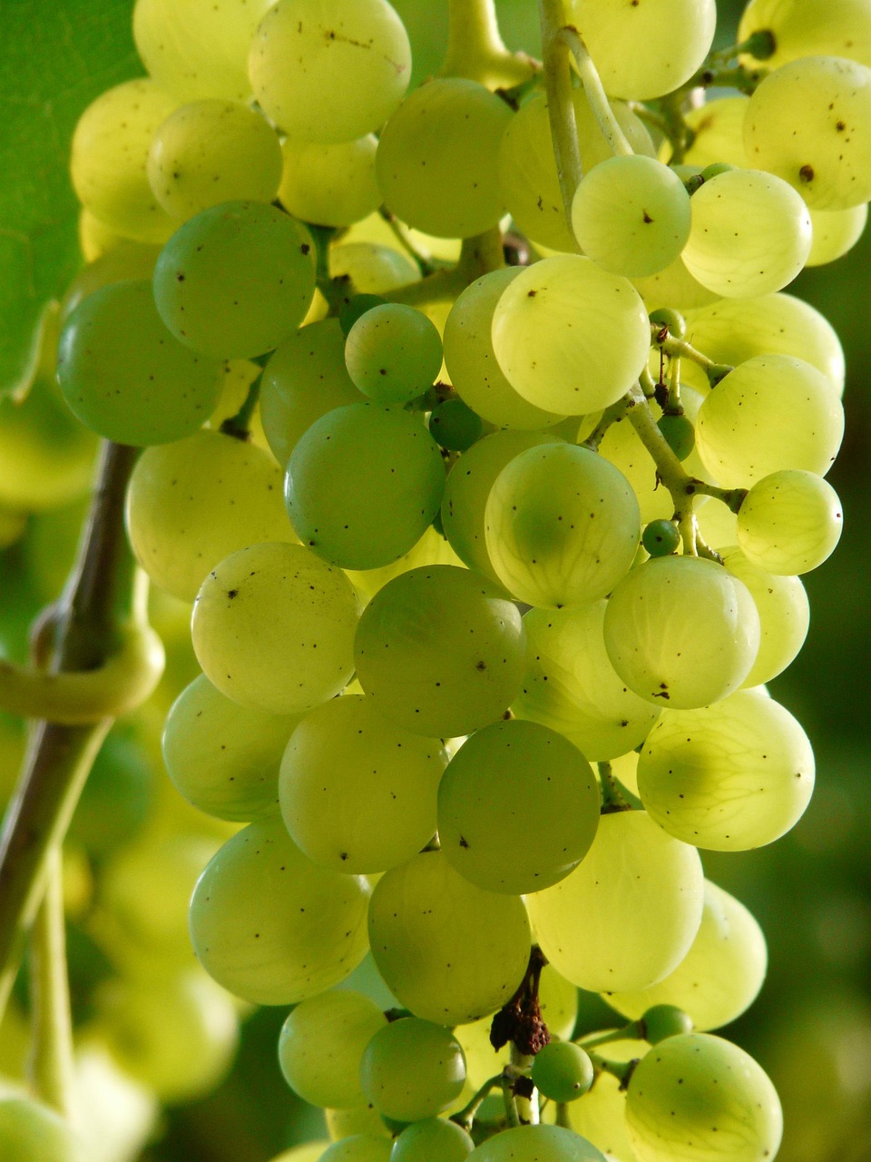 Uvas de mesa